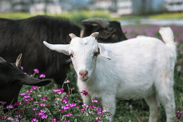 صورة منشور