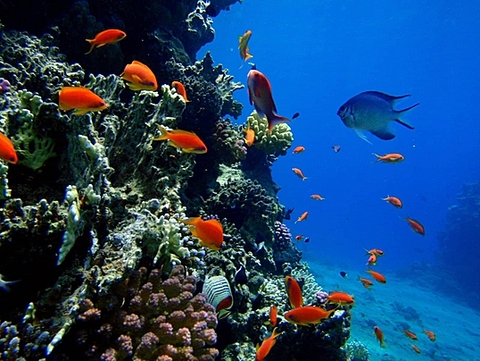 صورة منشور